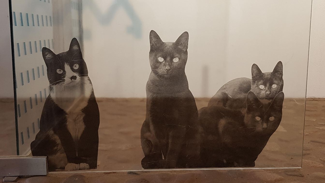 ... a Koty zawsze i wszędzie dobrze się komponują :)